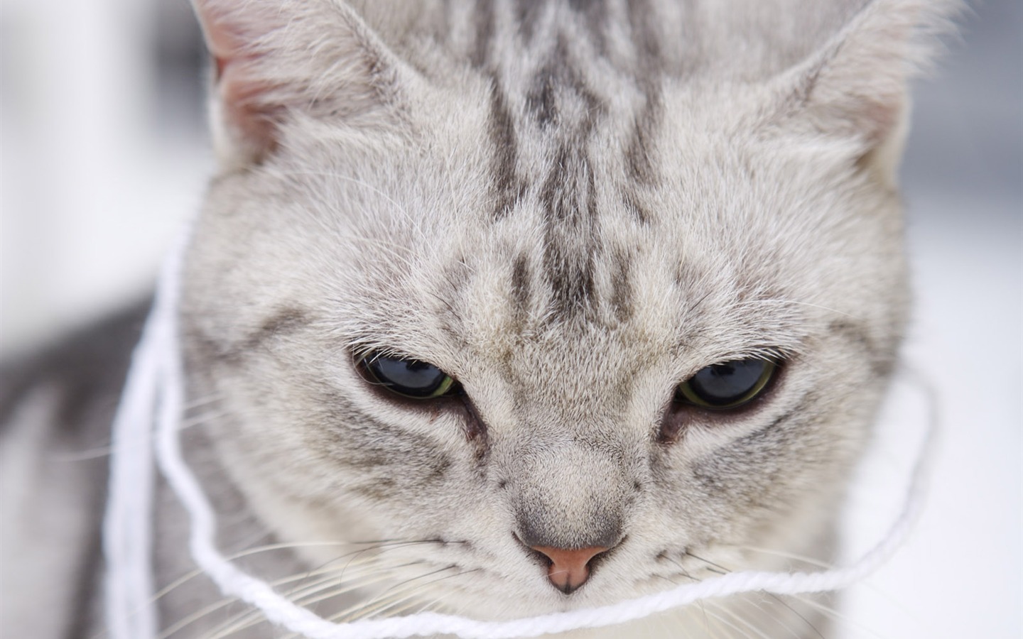 Fond d'écran HD mignon petit chaton #11 - 1440x900