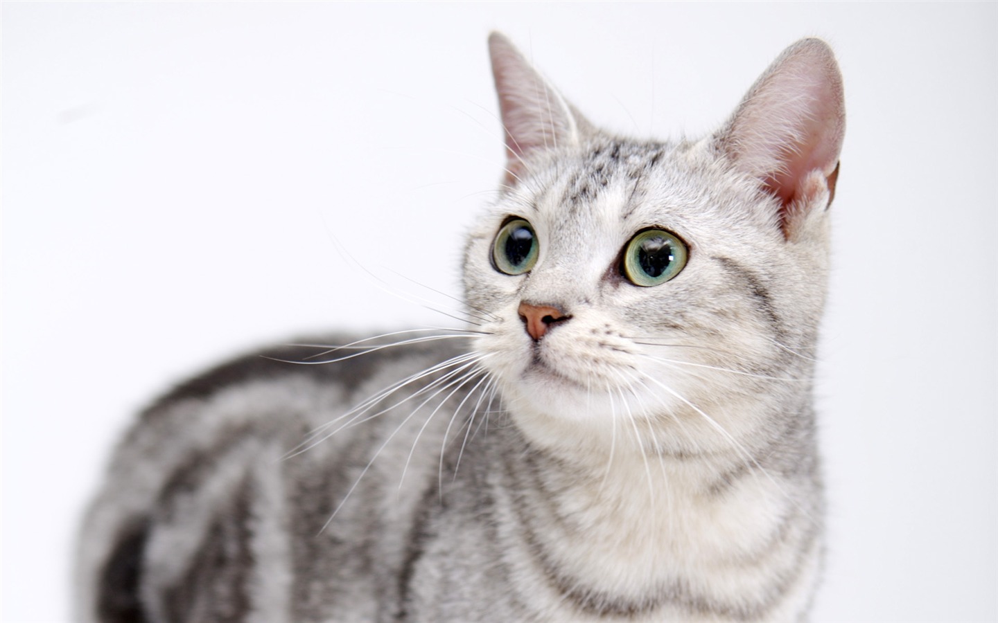 HD papel tapiz lindo gatito #22 - 1440x900