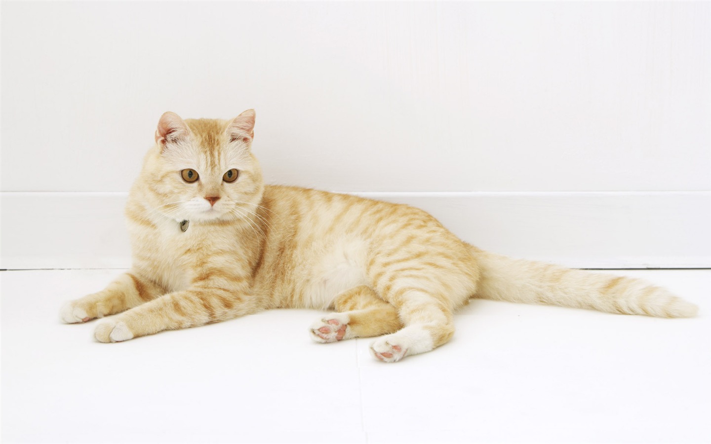 高清可爱小猫咪壁纸23 - 1440x900