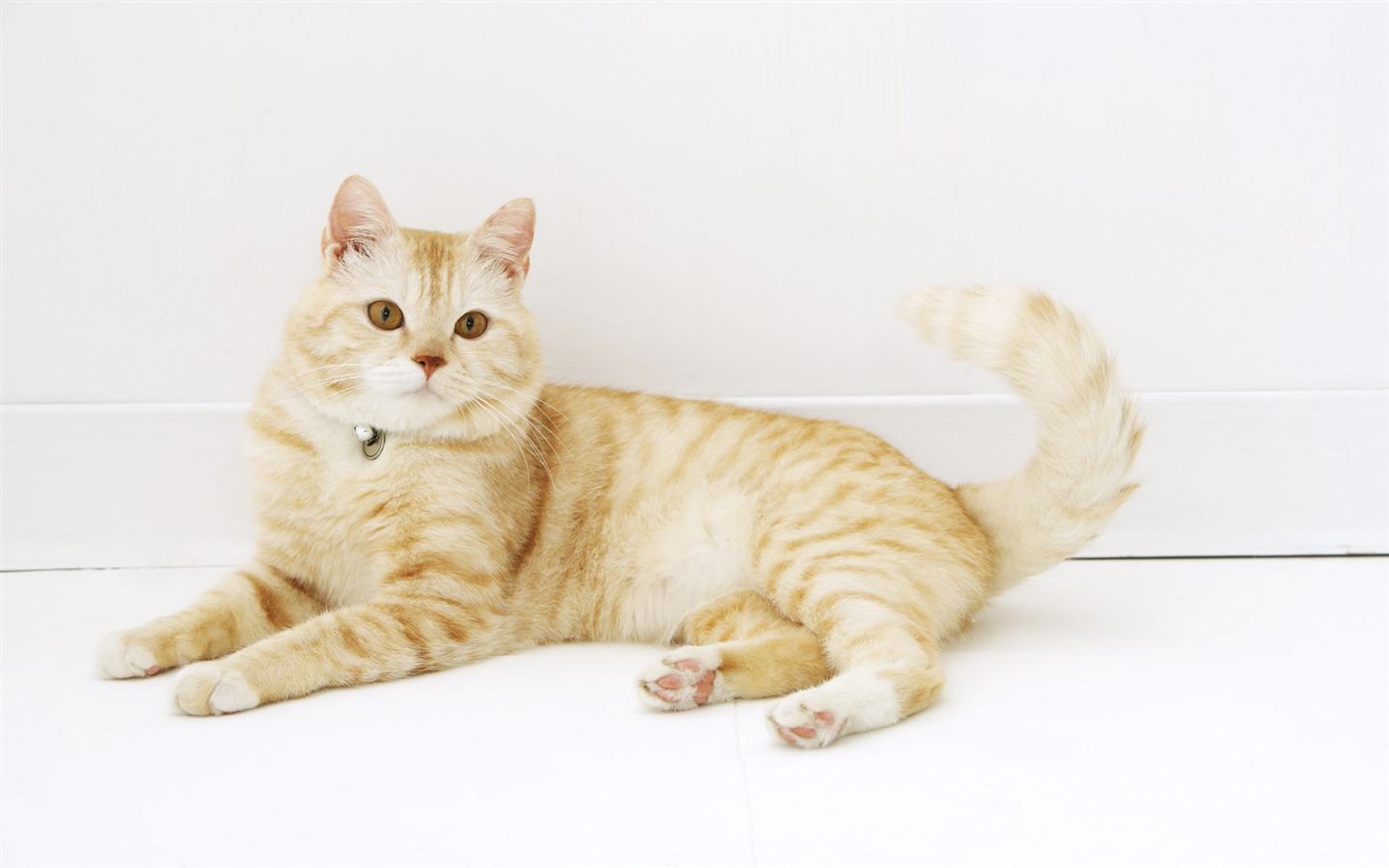 HD papel tapiz lindo gatito #28 - 1440x900