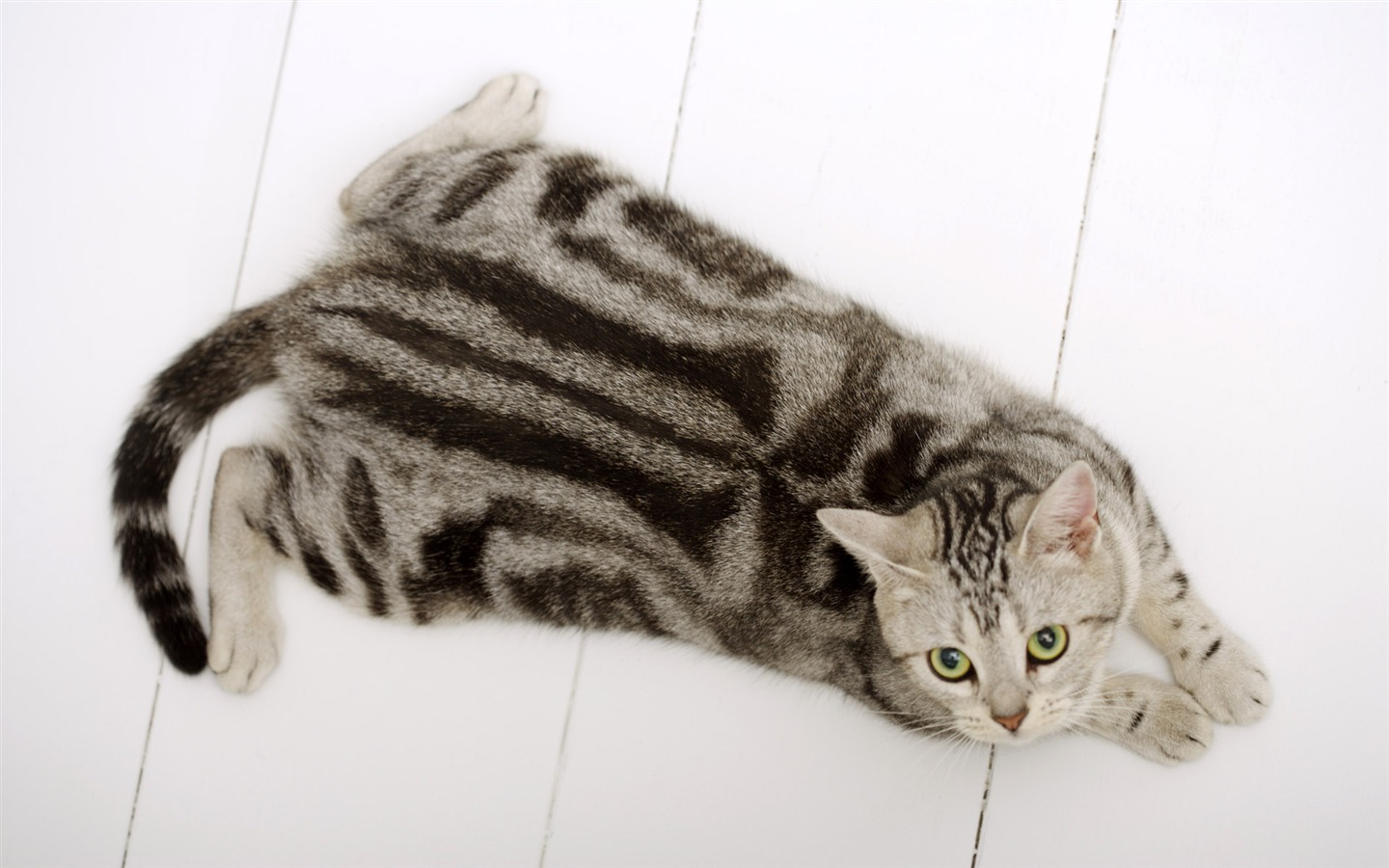 HD papel tapiz lindo gatito #30 - 1440x900