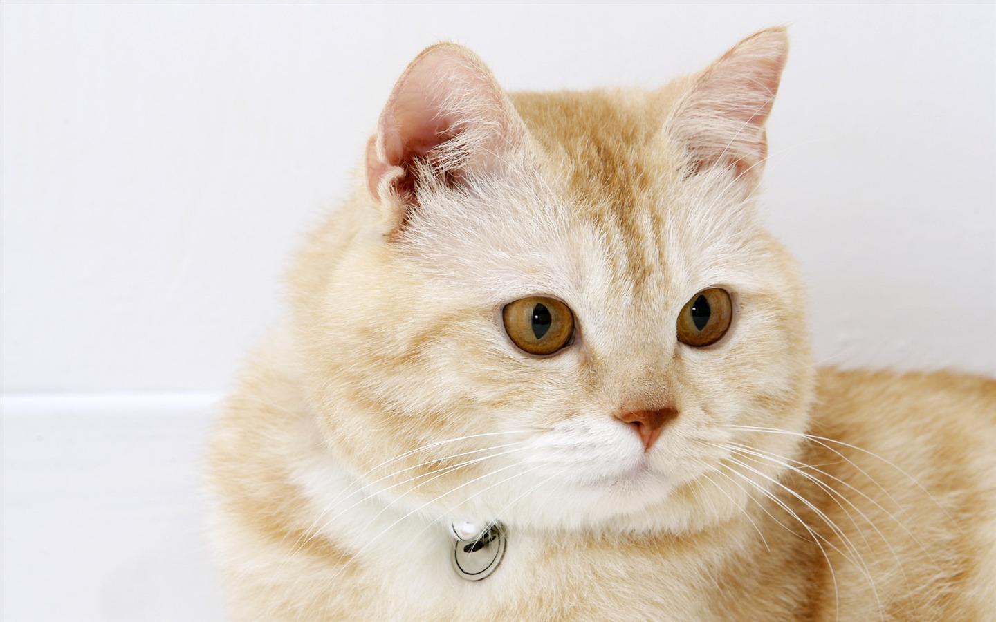 HD papel tapiz lindo gatito #32 - 1440x900