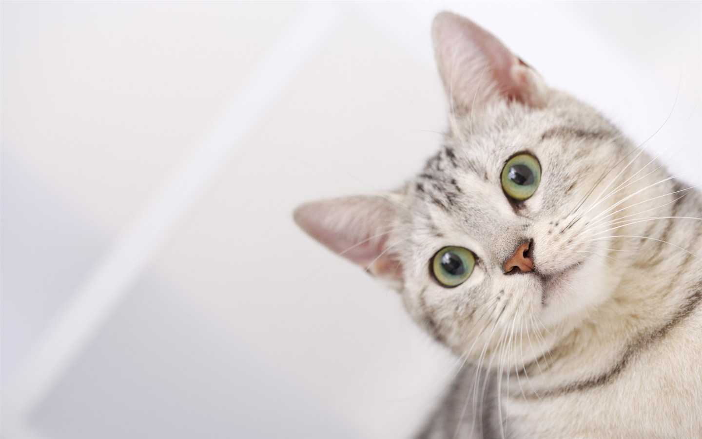 HD papel tapiz lindo gatito #35 - 1440x900