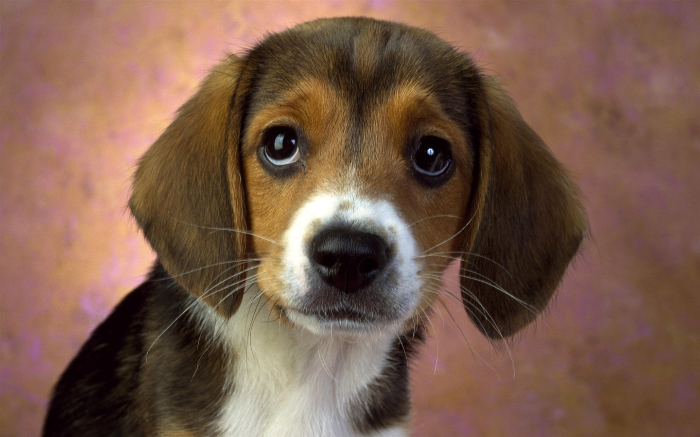 Cute cachorro Foto Wallpaper #4 - 1440x900