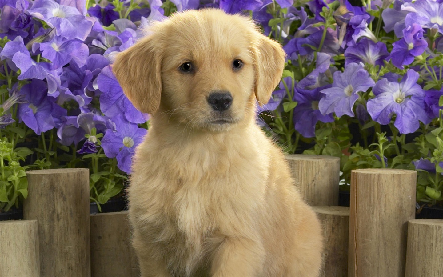 Cute puppy Photo Wallpaper #11 - 1440x900