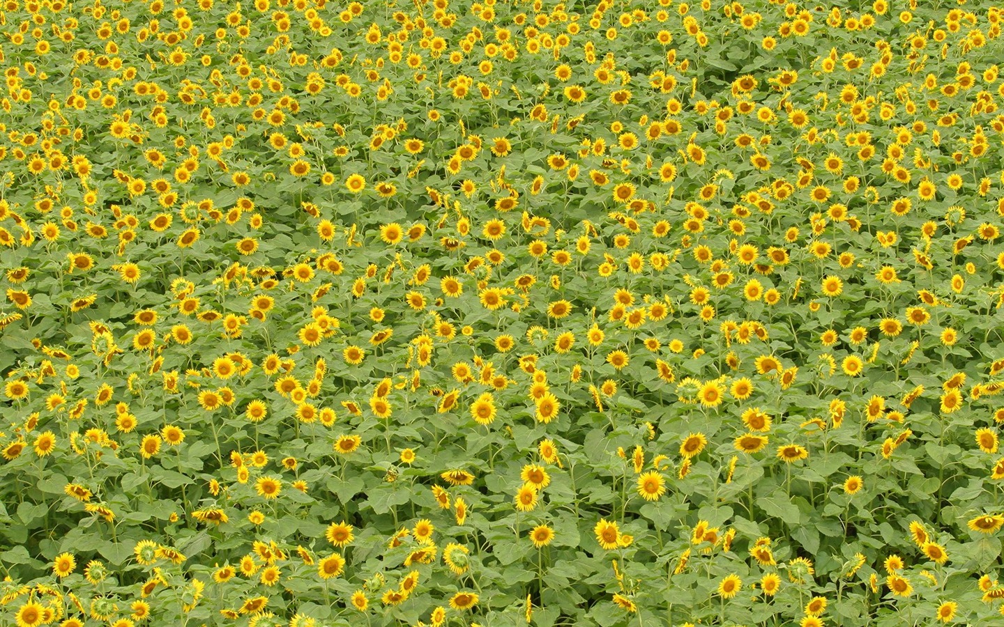 El hombre Shan fondos de escritorio de girasol #14 - 1440x900