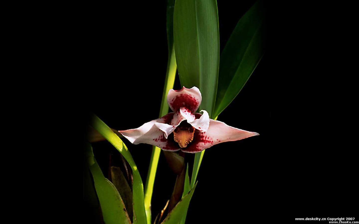 Hermosa y elegante fondo de pantalla de orquídeas #2 - 1440x900