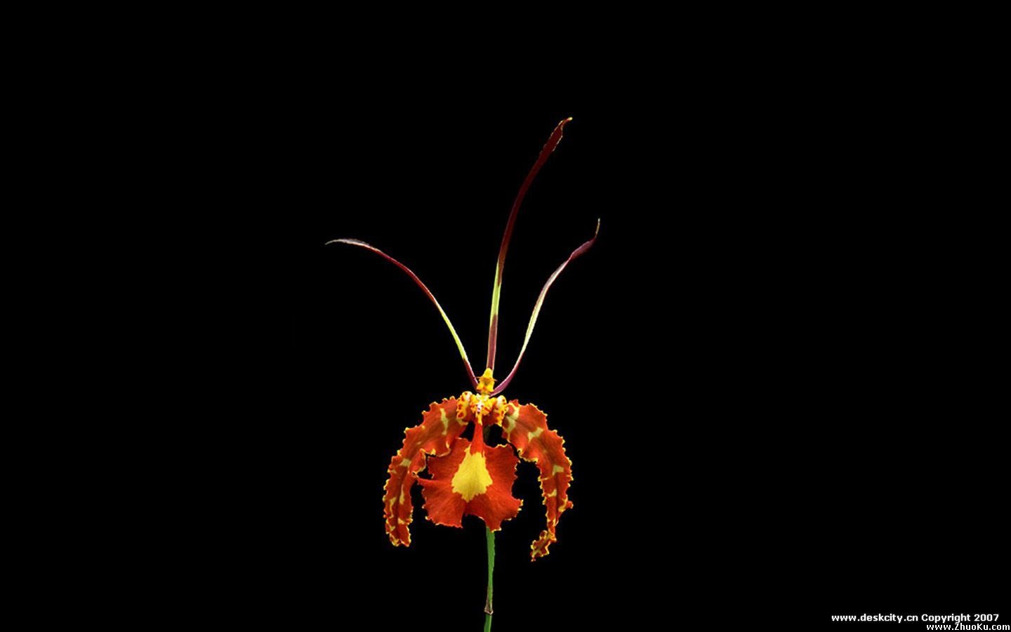 Beautiful and elegant orchid wallpaper #7 - 1440x900