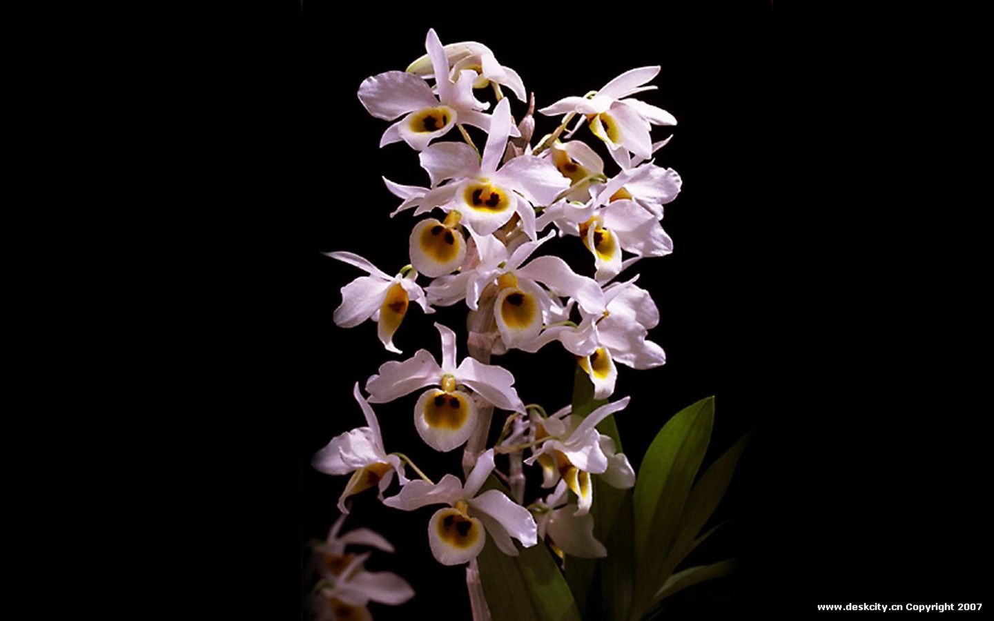 Beautiful and elegant orchid wallpaper #10 - 1440x900
