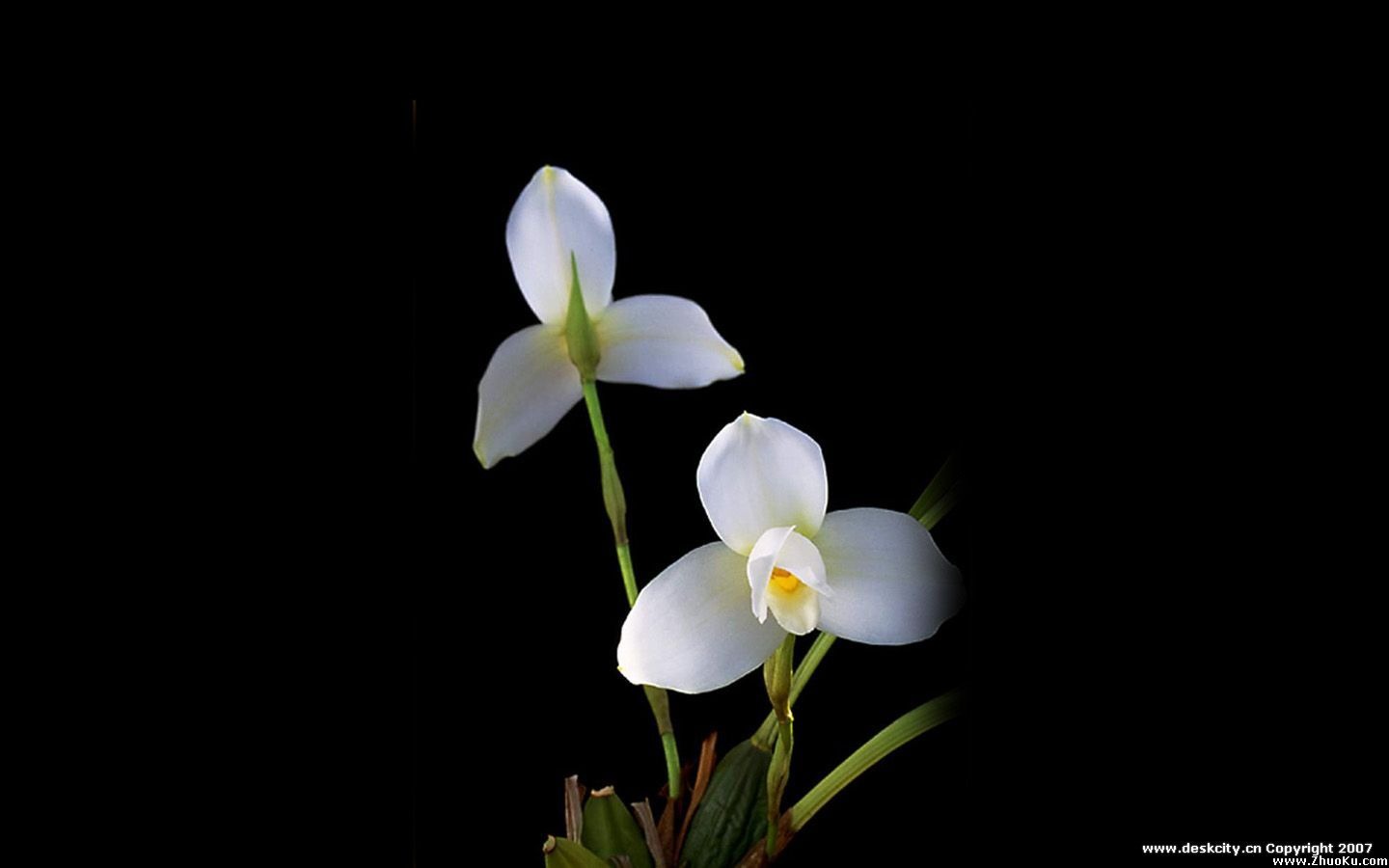 Hermosa y elegante fondo de pantalla de orquídeas #13 - 1440x900
