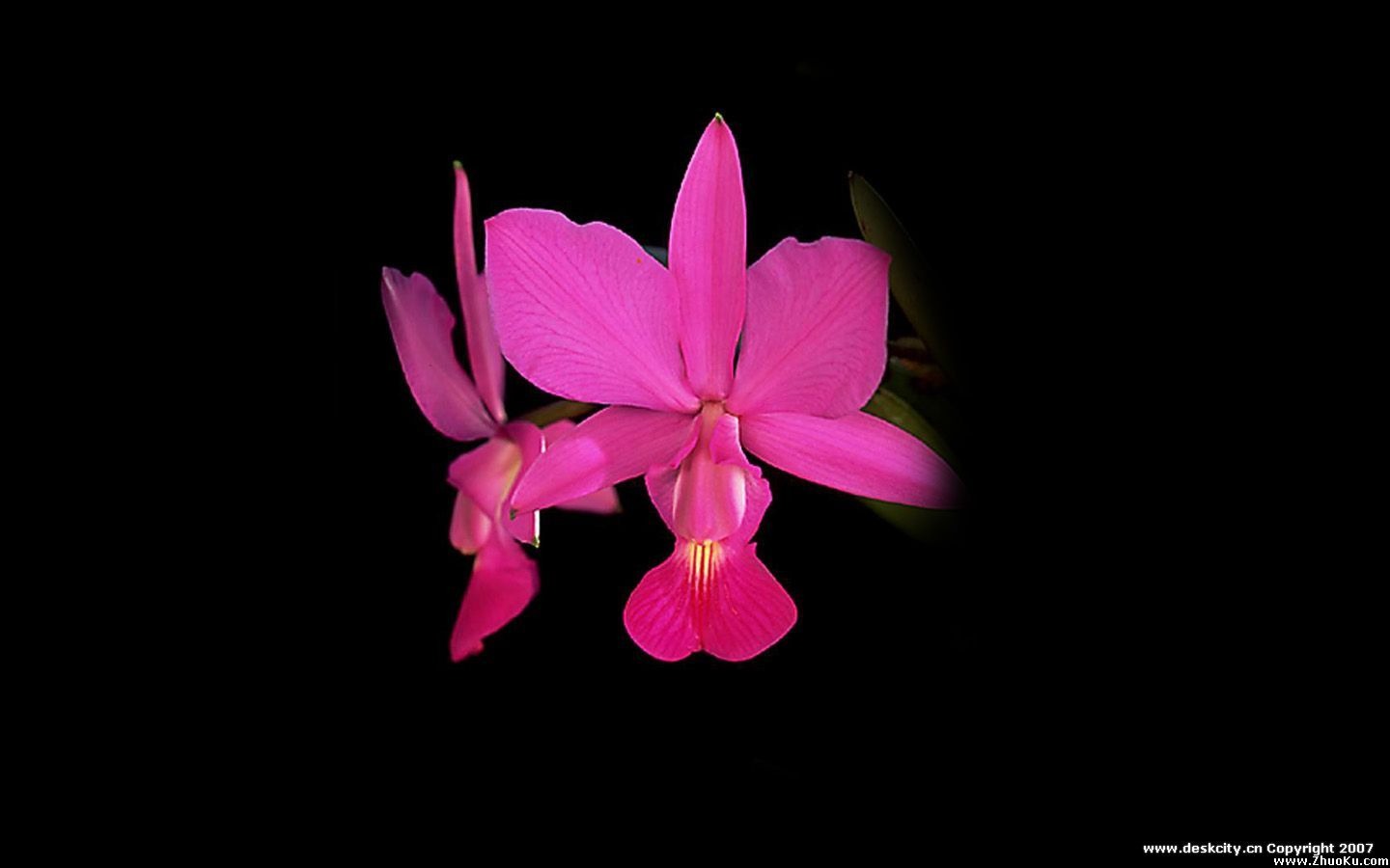 Hermosa y elegante fondo de pantalla de orquídeas #22 - 1440x900