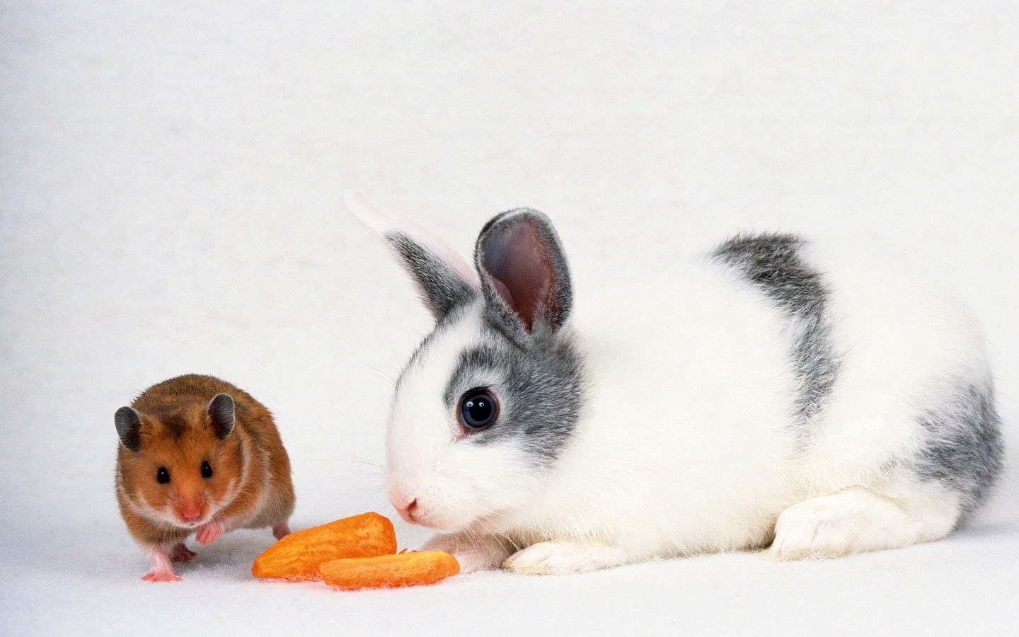 可爱的小兔子壁纸专辑10 - 1440x900