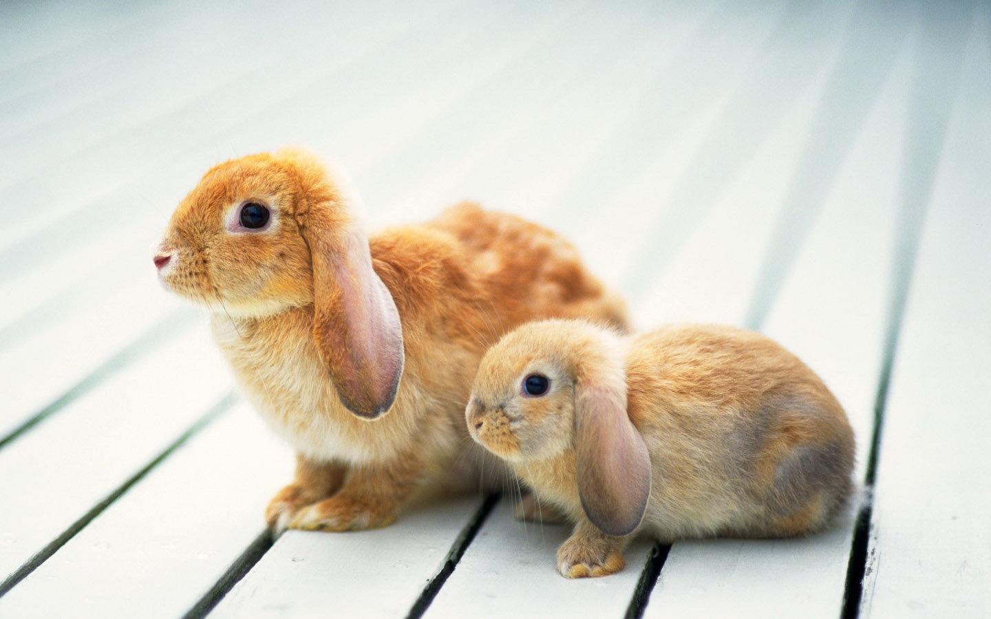 可愛的小兔子壁紙專輯 #11 - 1440x900