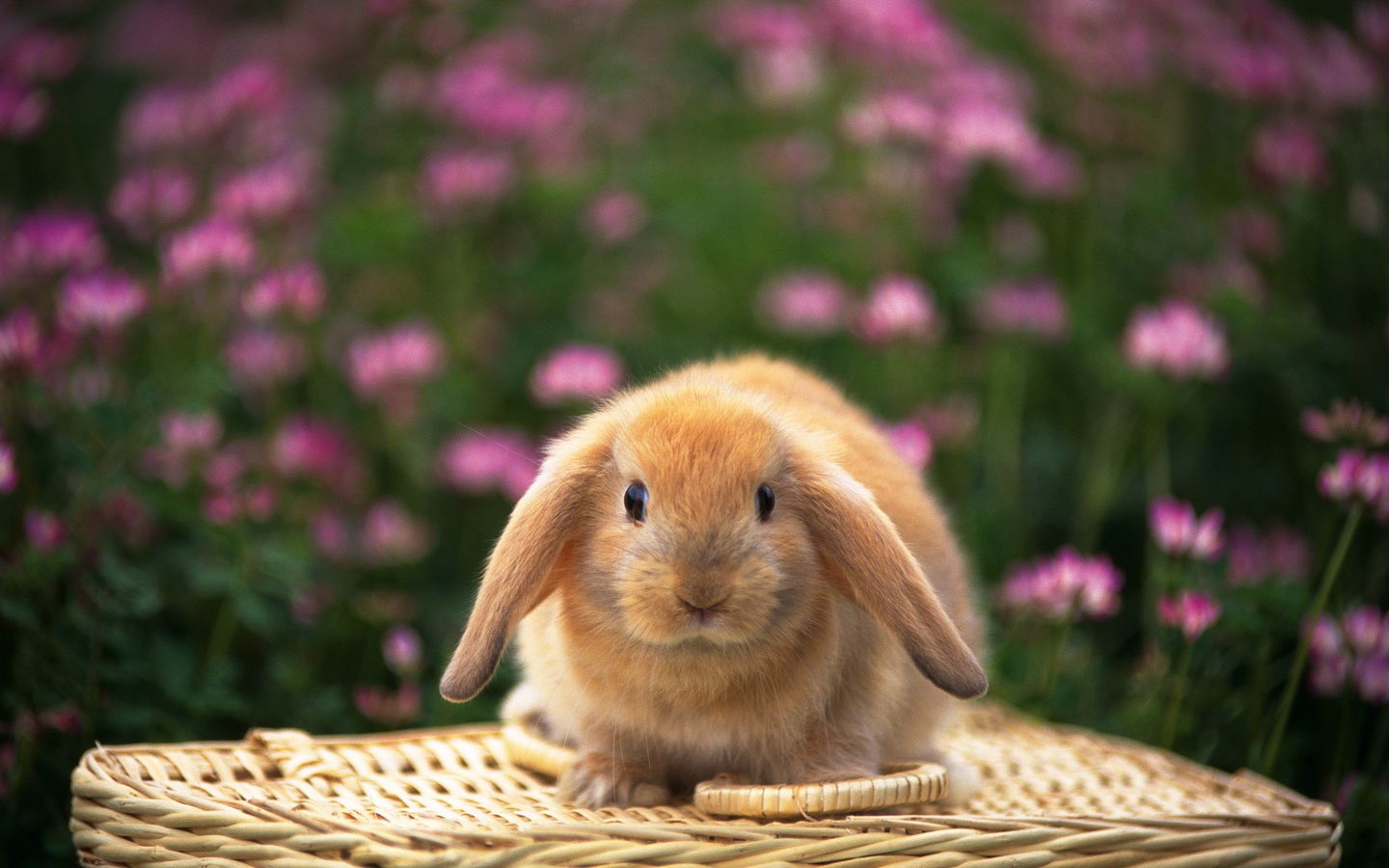 Fond d'écran mignon petit lapin #18 - 1440x900
