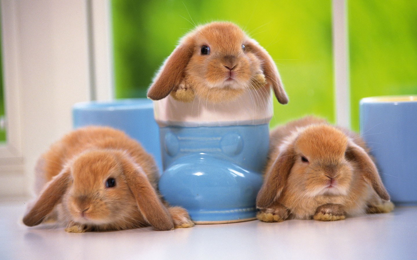 Cute little bunny wallpaper #19 - 1440x900