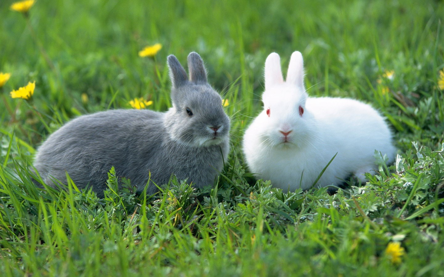 Cute little bunny Tapete #25 - 1440x900
