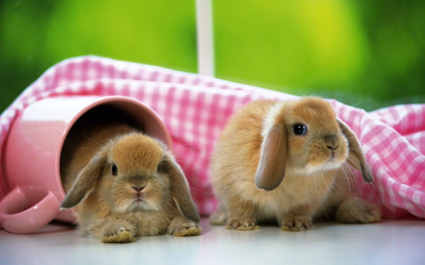 Cute little bunny wallpaper #26 - 1440x900