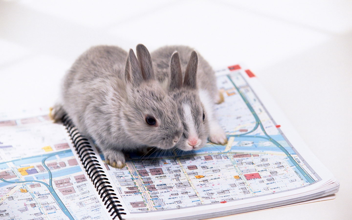 可爱的小兔子壁纸专辑36 - 1440x900