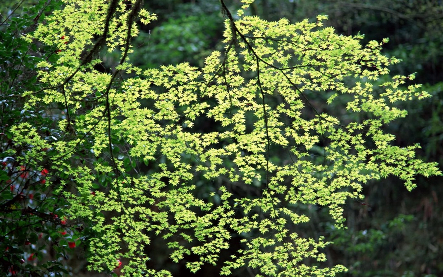 春色 自然风景壁纸4 - 1440x900