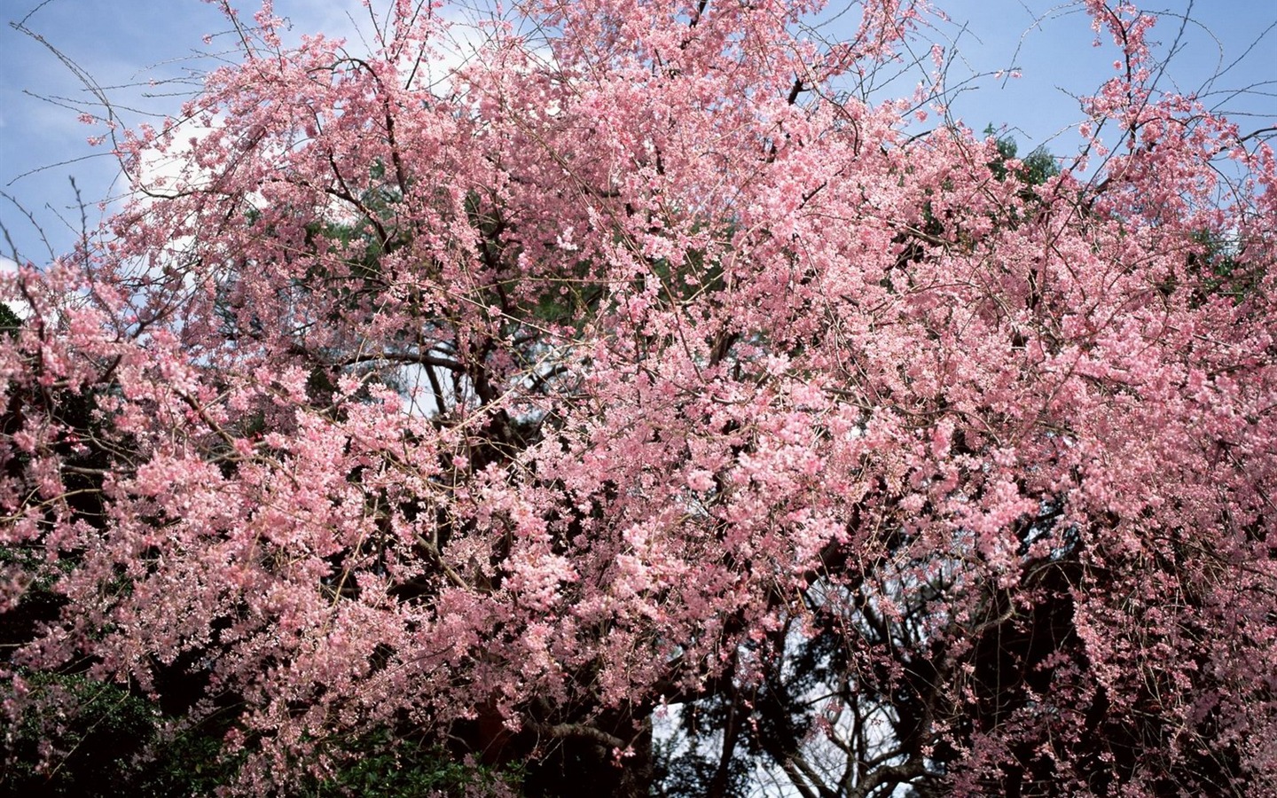 春色 自然风景壁纸17 - 1440x900