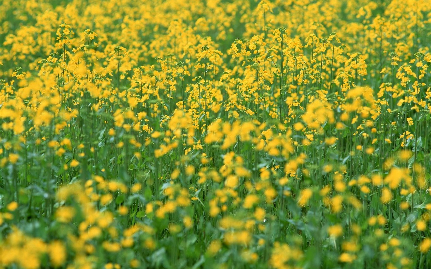 Primavera Naturaleza fondos de pantalla #21 - 1440x900