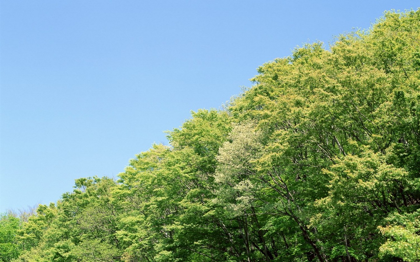 春色 自然风景壁纸26 - 1440x900