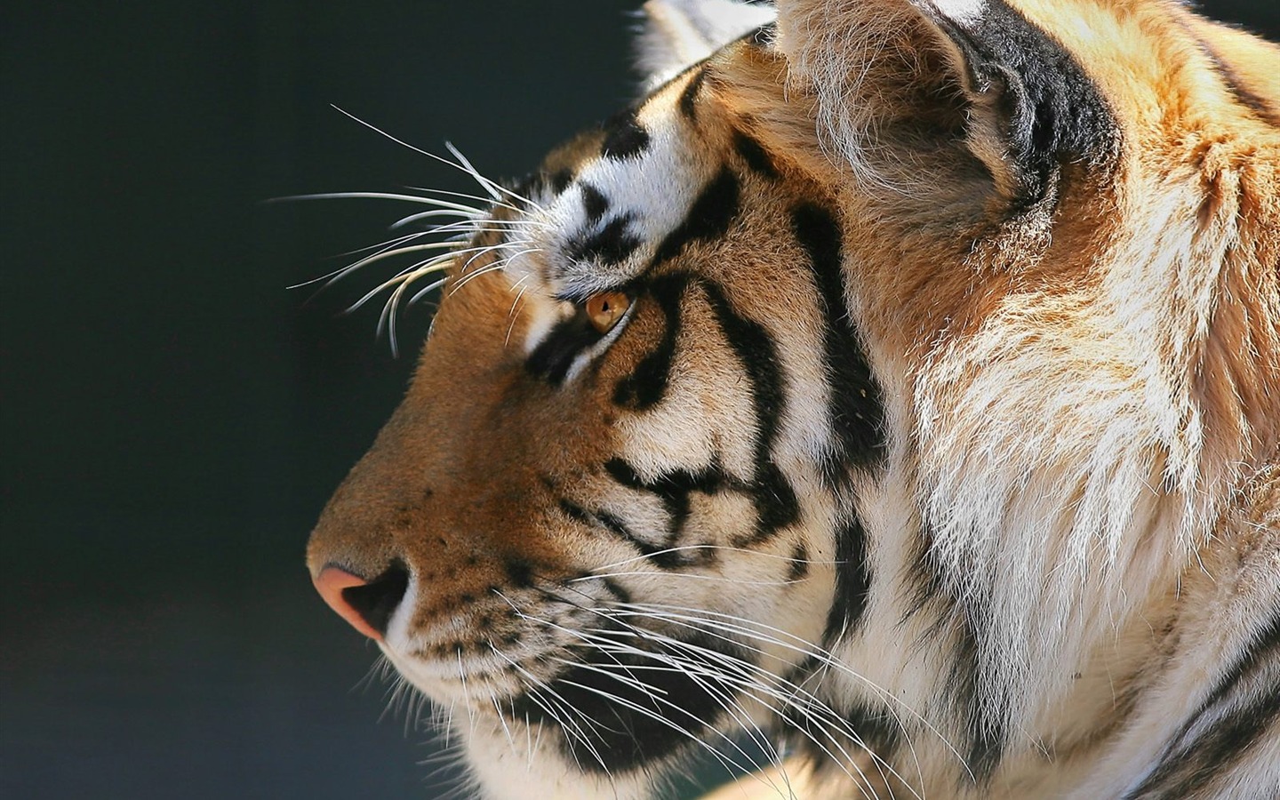 Tiger Фото обои #11 - 1440x900
