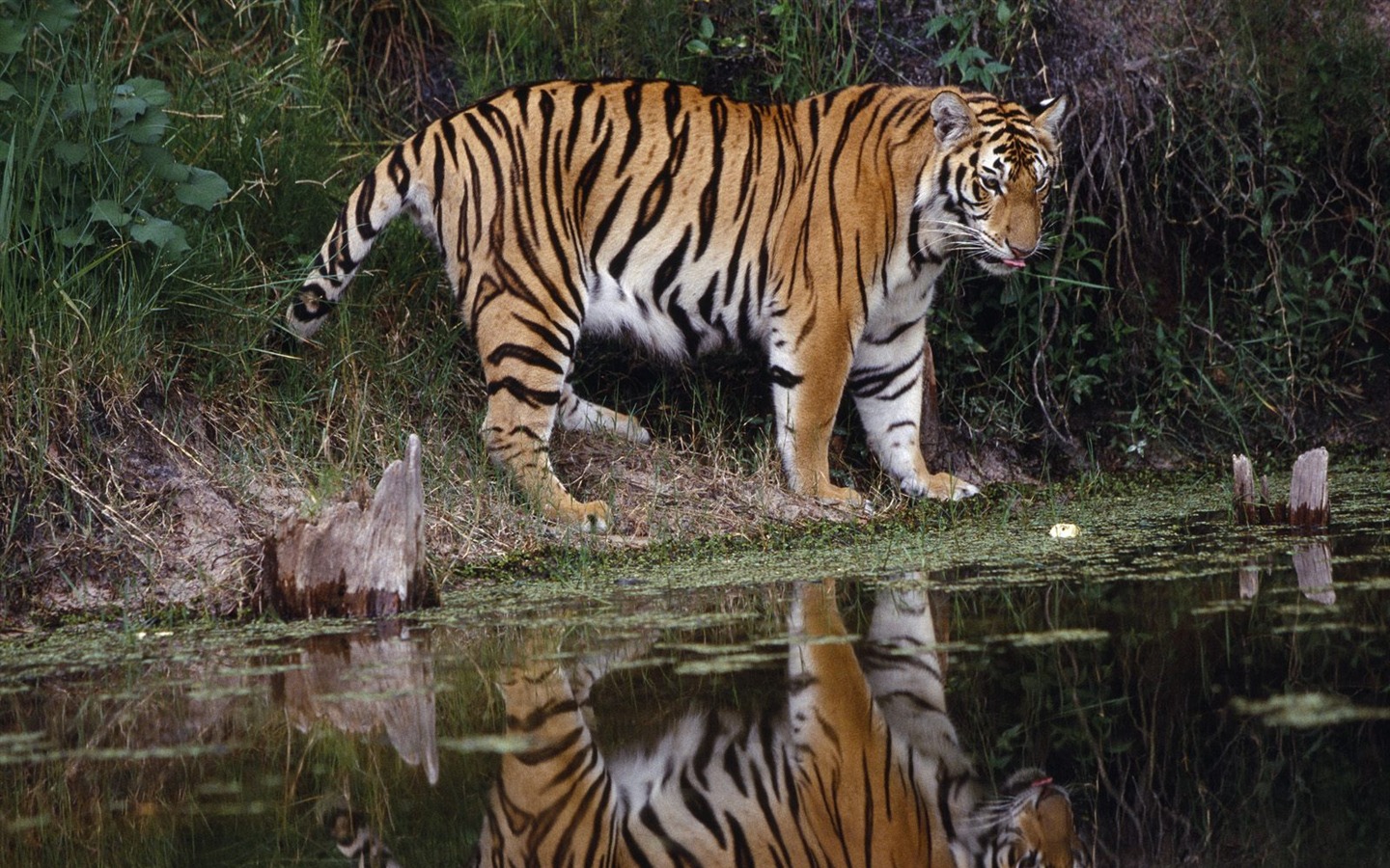 Foto Wallpaper Tigre #12 - 1440x900