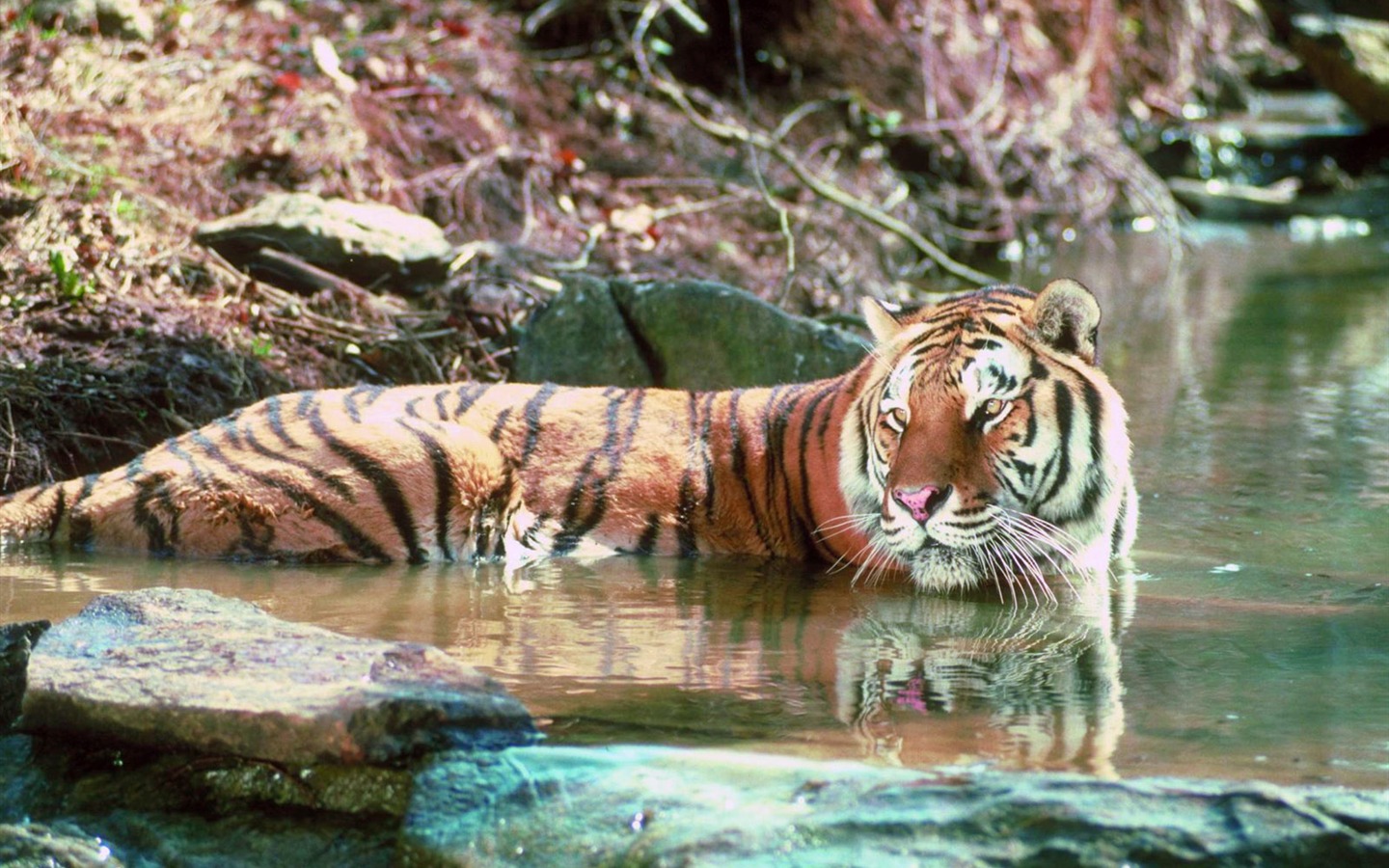 Tiger Фото обои #18 - 1440x900