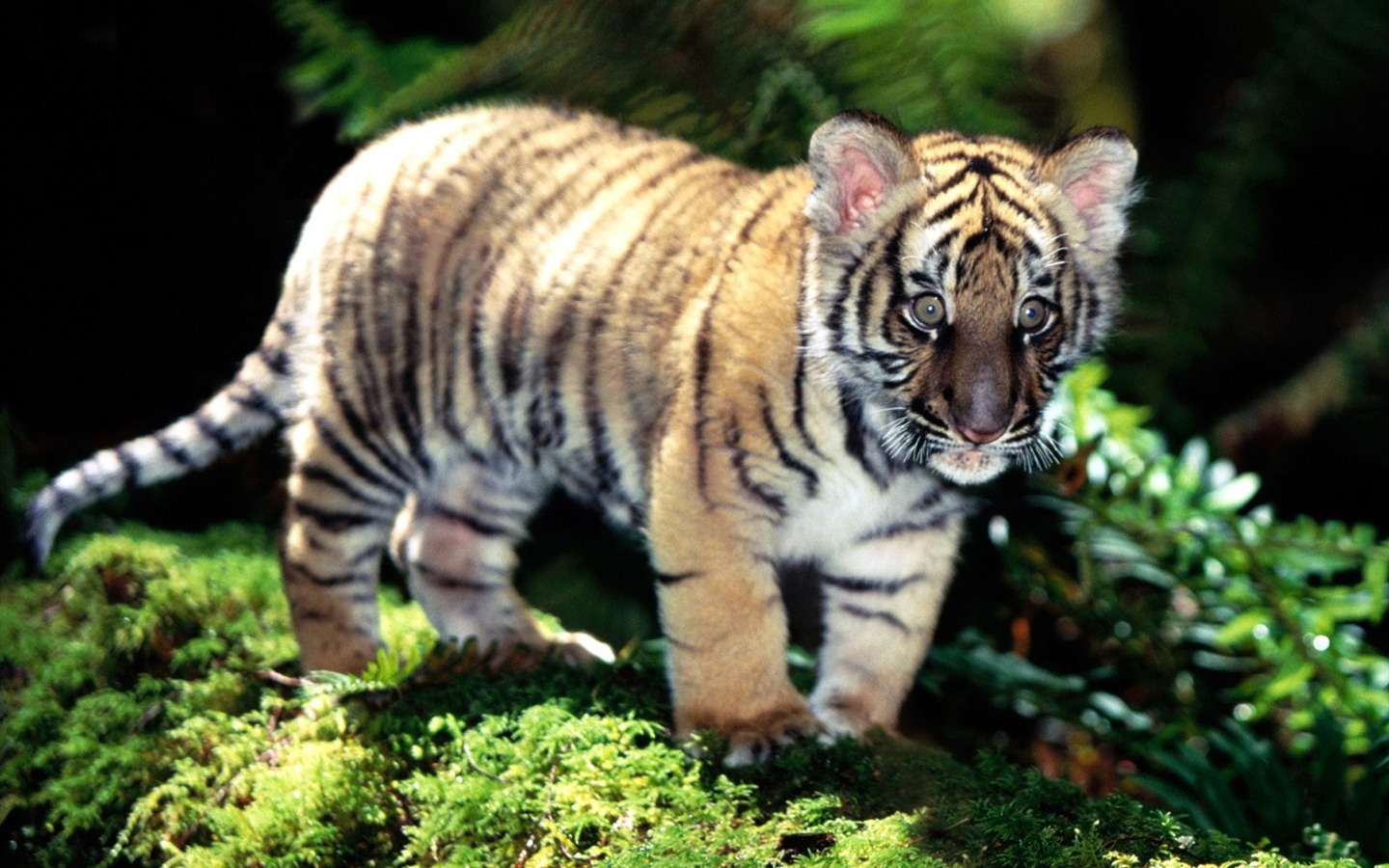 Tiger Фото обои #19 - 1440x900
