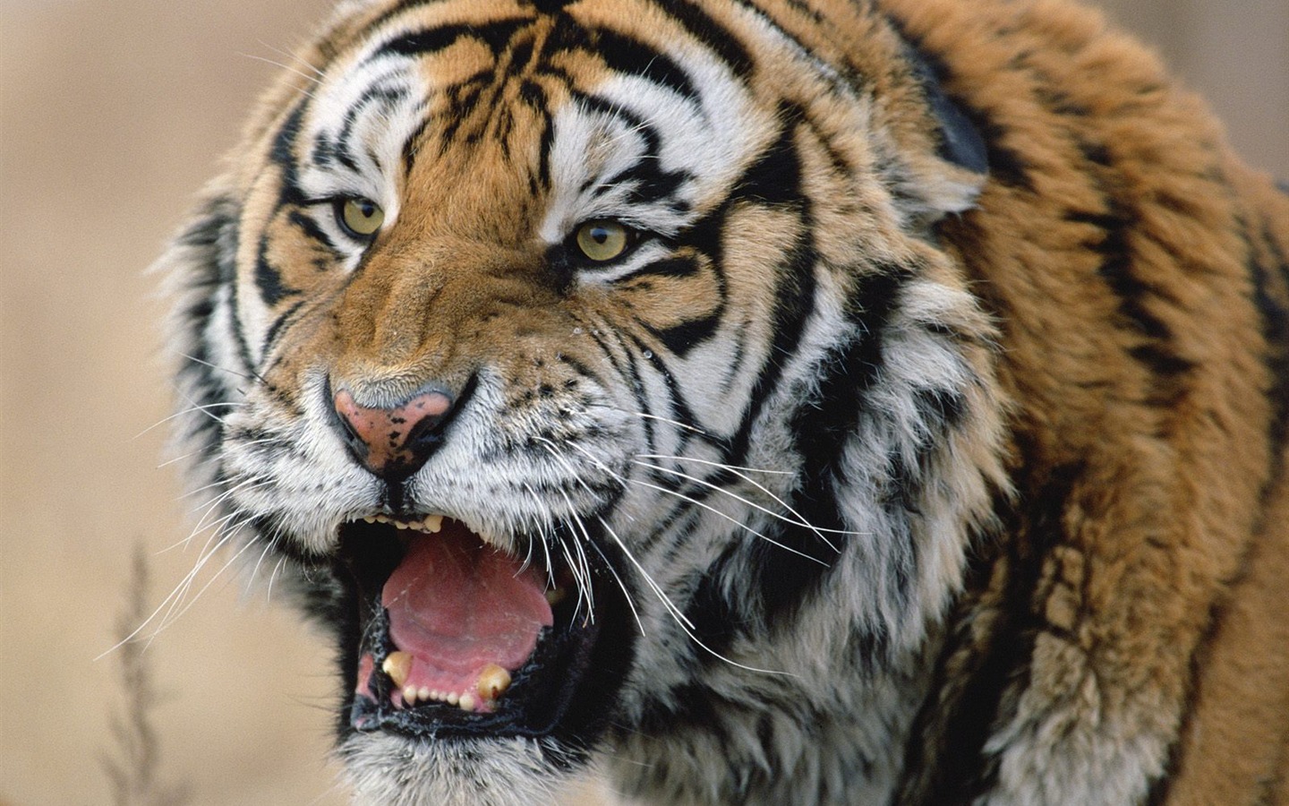 Foto Wallpaper Tigre #25 - 1440x900