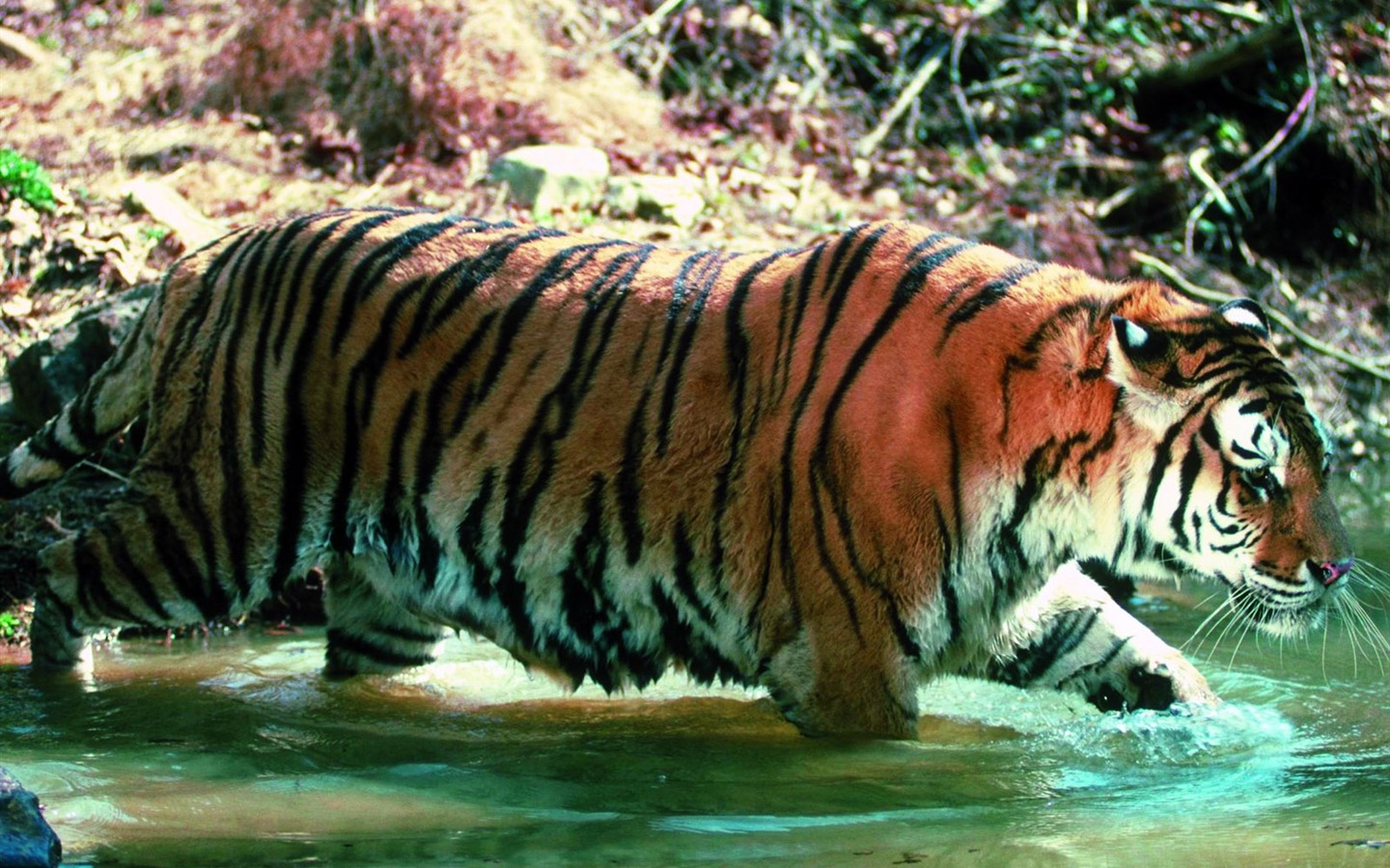 Tiger Foto Wallpaper #29 - 1440x900