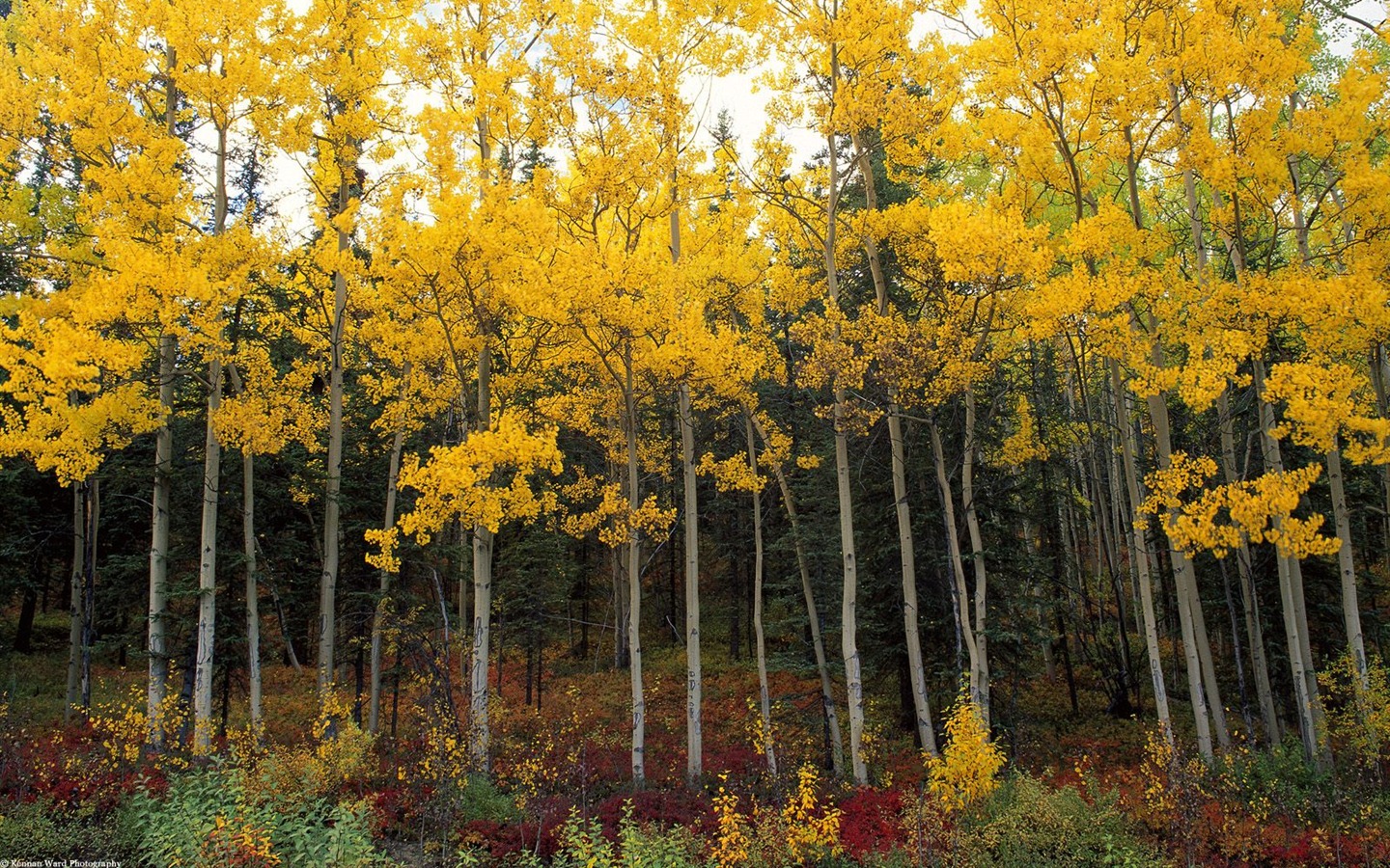 Herbstlandschaft schöne Tapete #4 - 1440x900