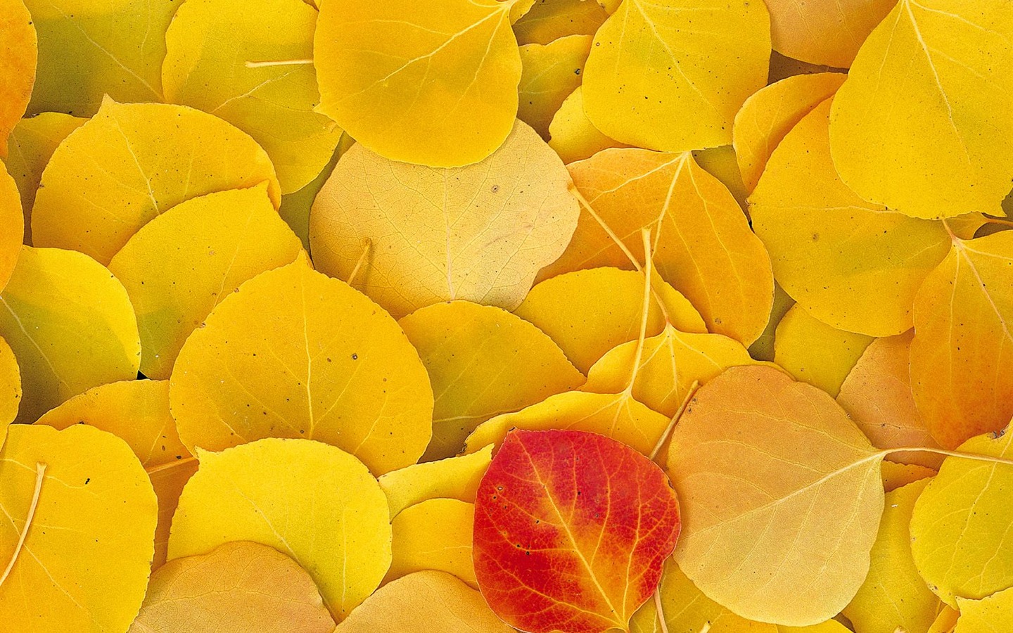 Herbstlandschaft schöne Tapete #6 - 1440x900