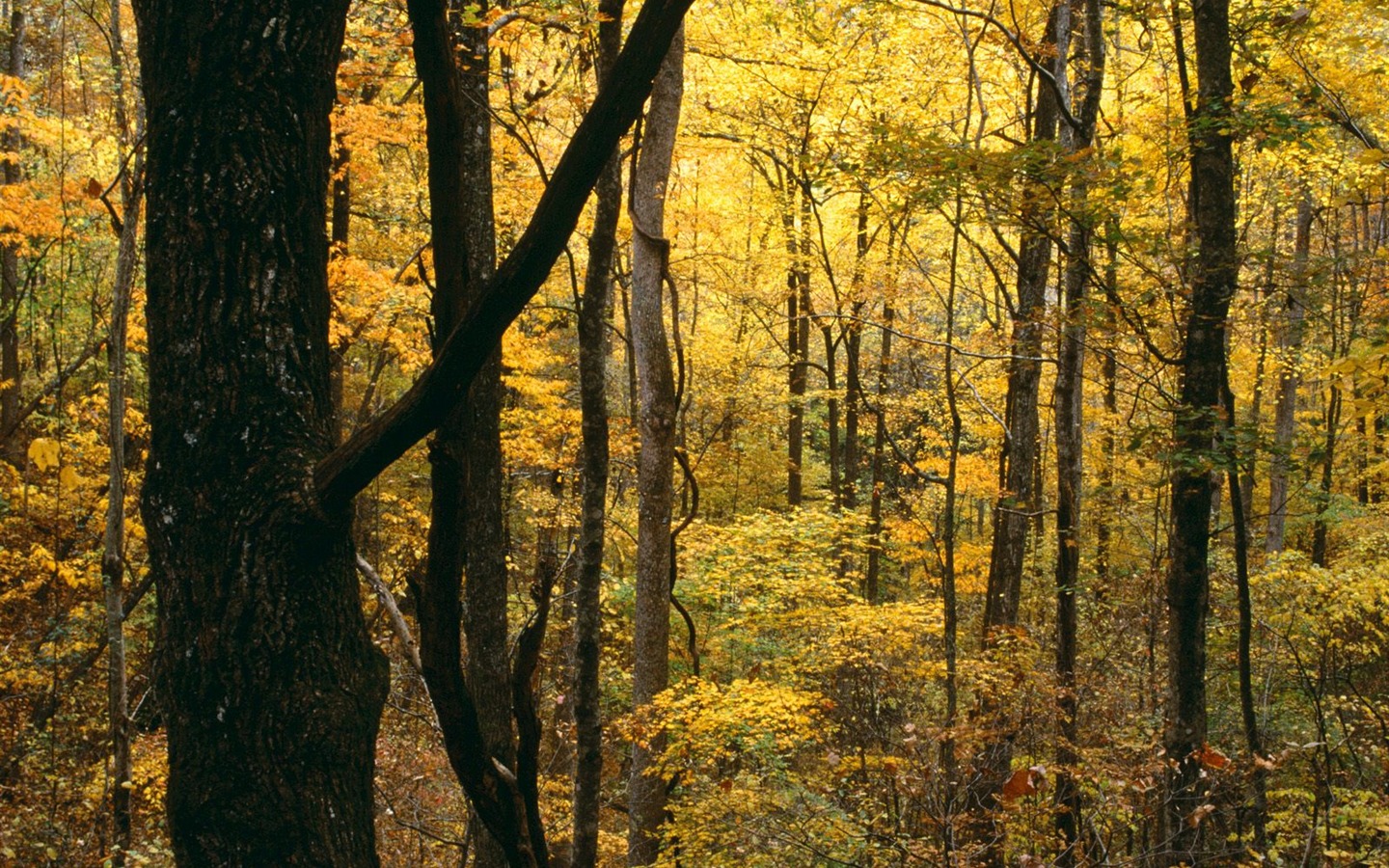 Podzimní krajina krásná tapeta #17 - 1440x900