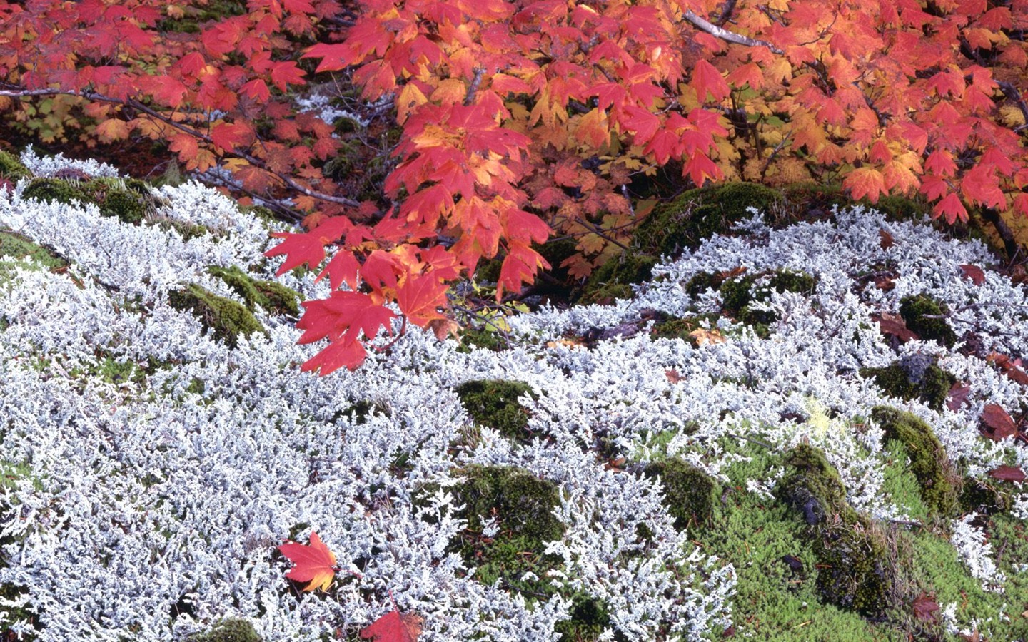 Herbstlandschaft schöne Tapete #25 - 1440x900