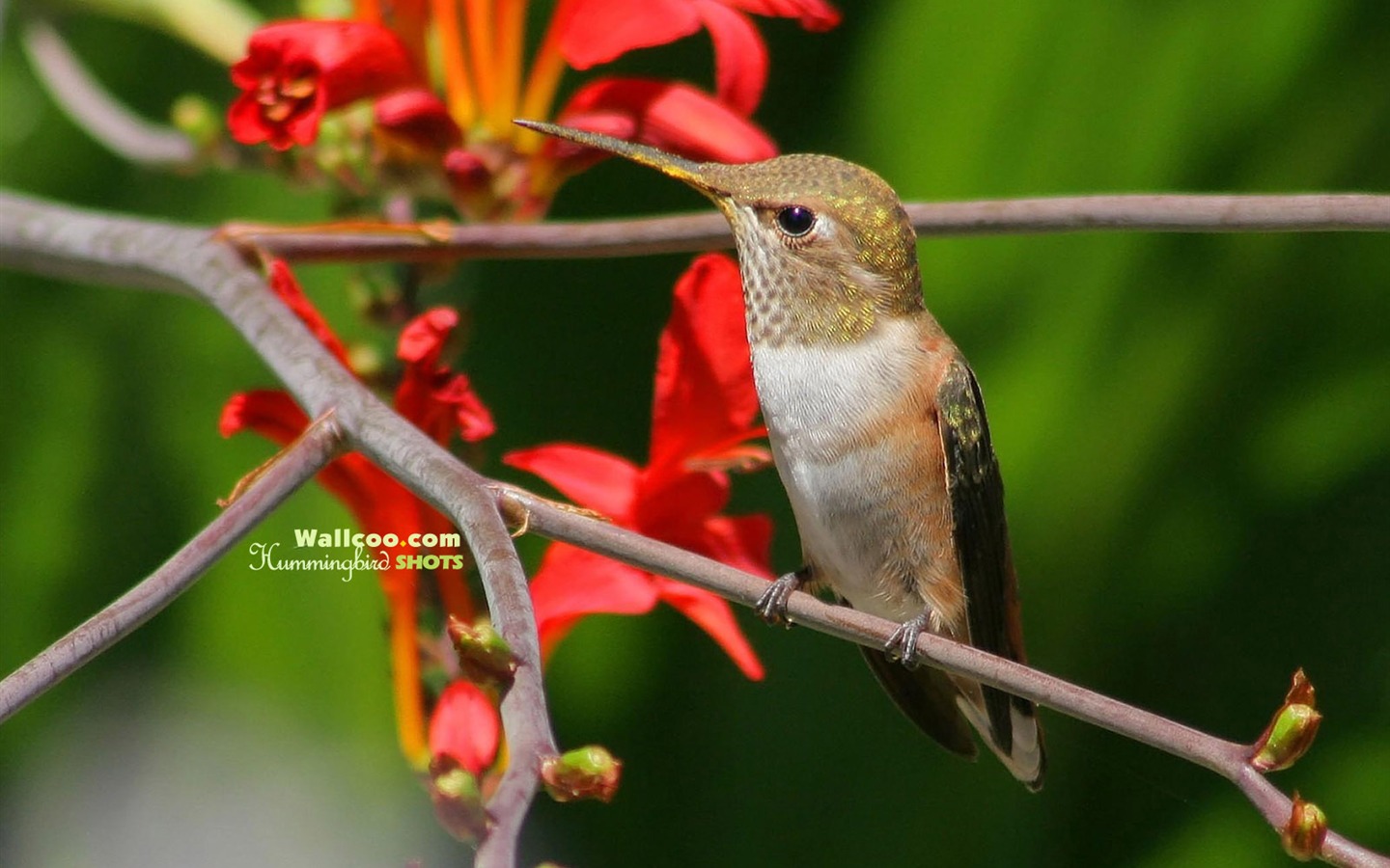 Hummingbirds Photo Wallpaper #1 - 1440x900