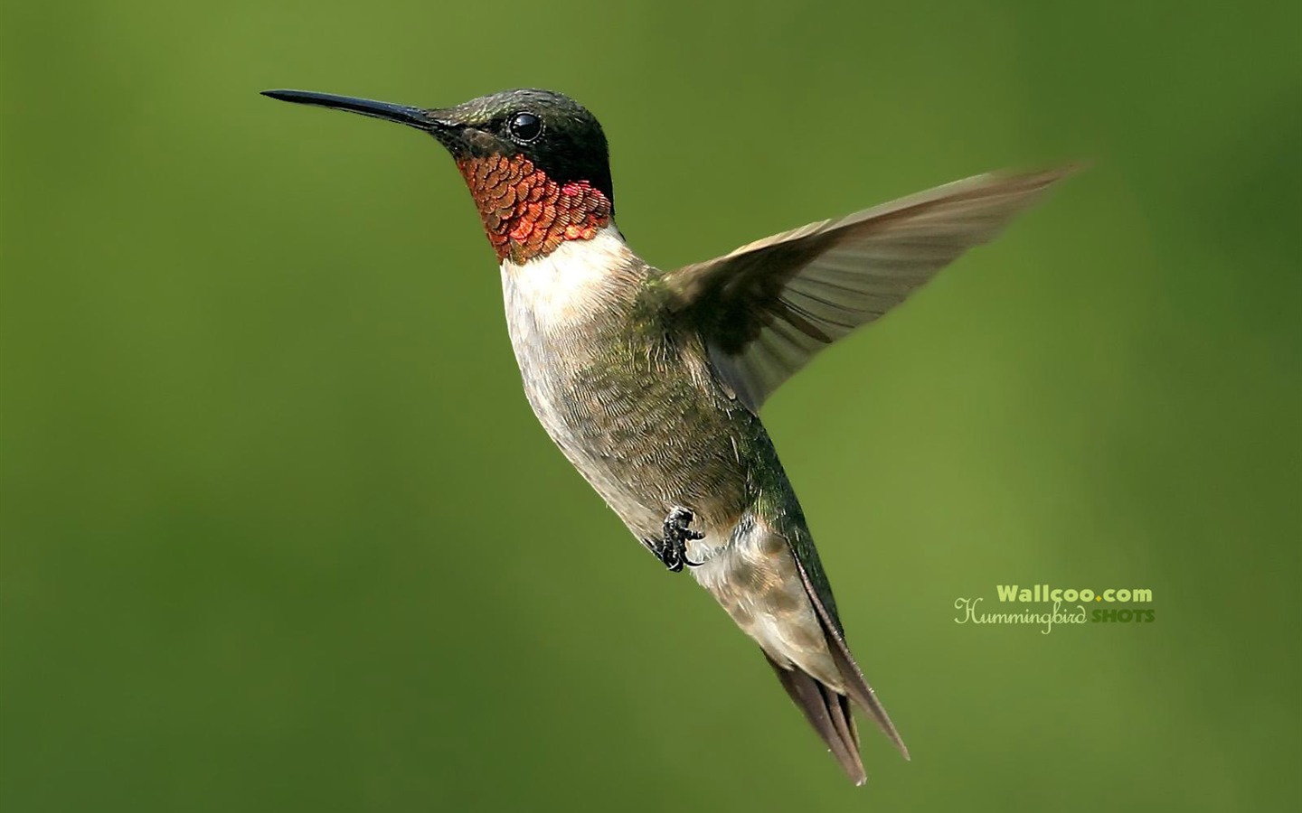 hummingbirds Foto Wallpaper #2 - 1440x900