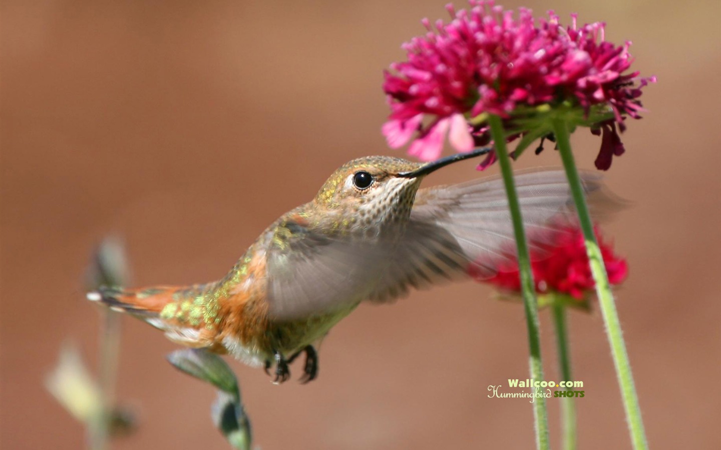 Hummingbirds Photo Wallpaper #7 - 1440x900