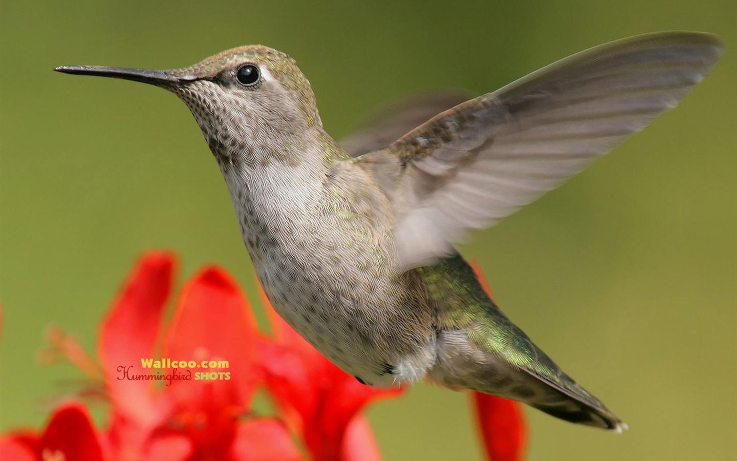 hummingbirds Foto Wallpaper #14 - 1440x900