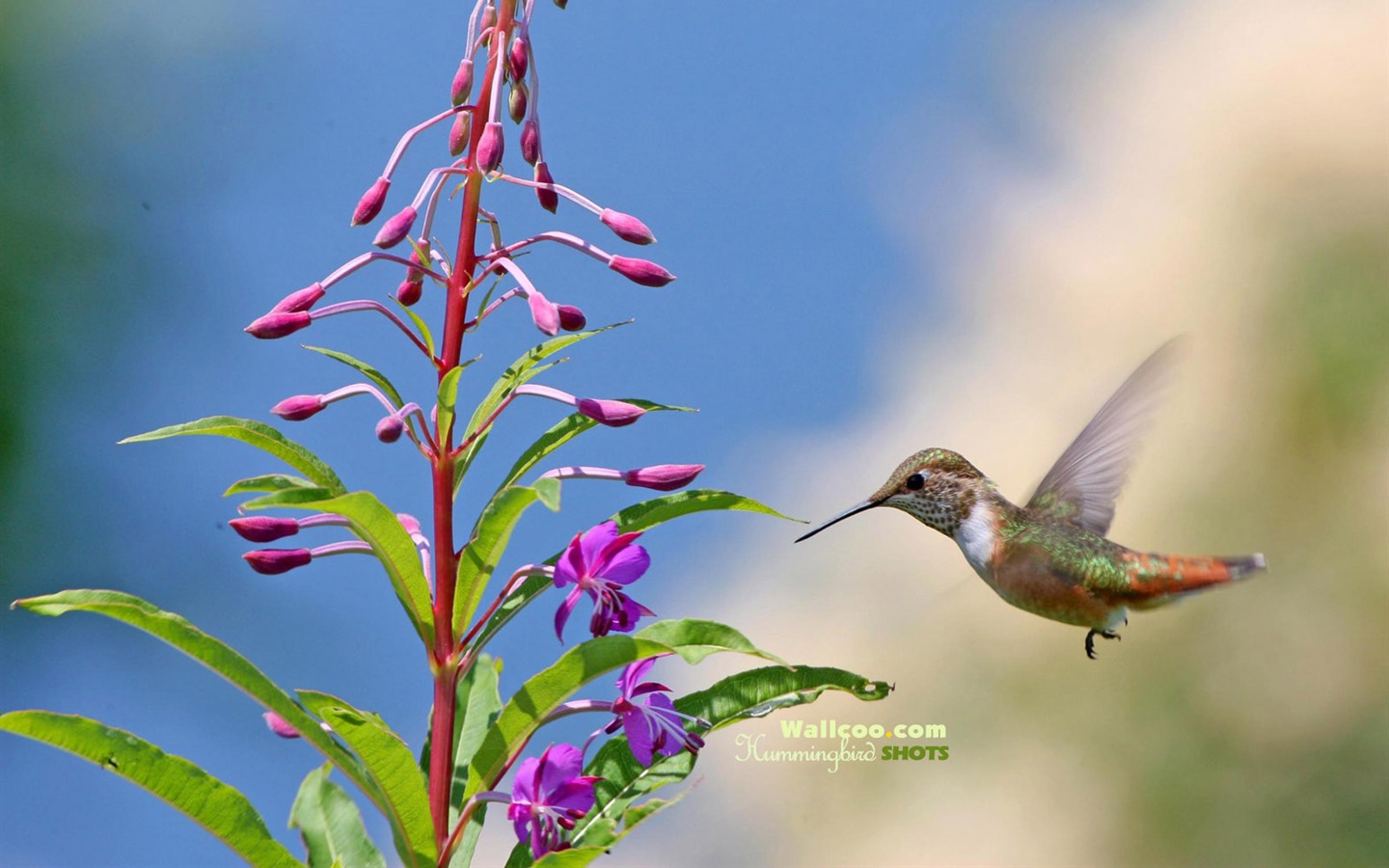 hummingbirds Foto Wallpaper #19 - 1440x900