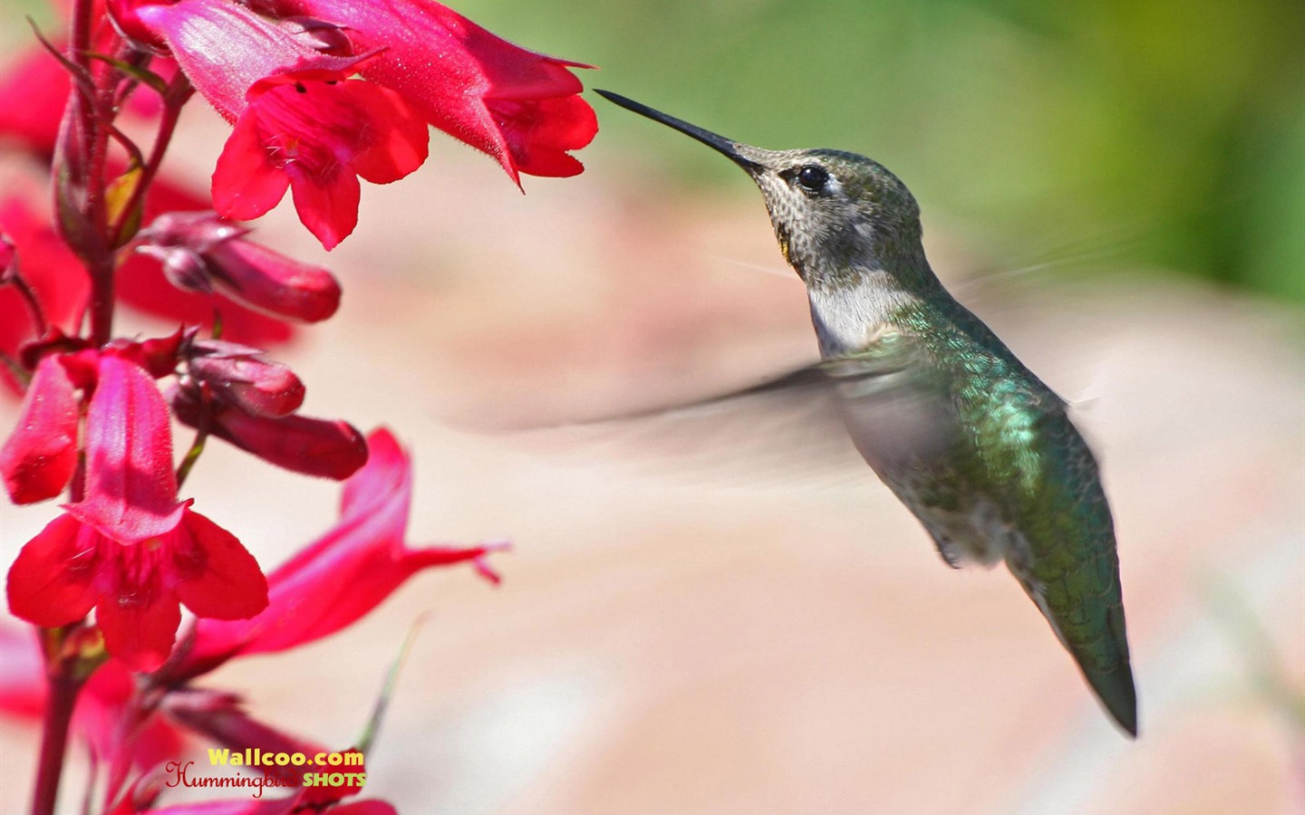 hummingbirds Foto Wallpaper #20 - 1440x900