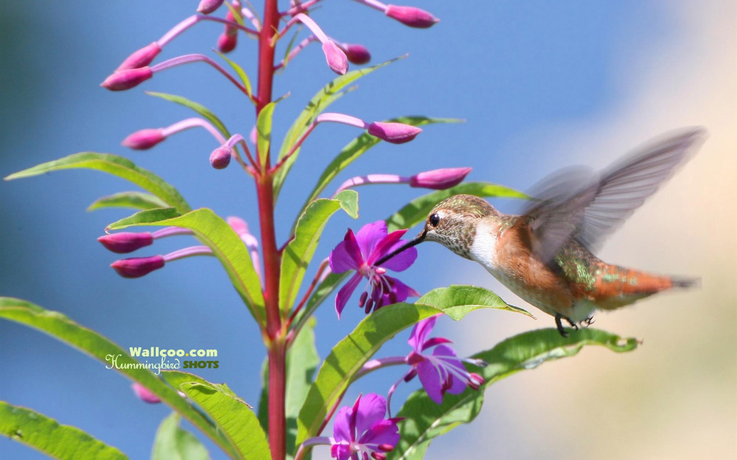 hummingbirds Foto Wallpaper #23 - 1440x900