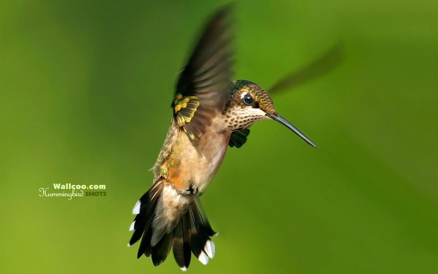 Hummingbirds Photo Wallpaper #24 - 1440x900