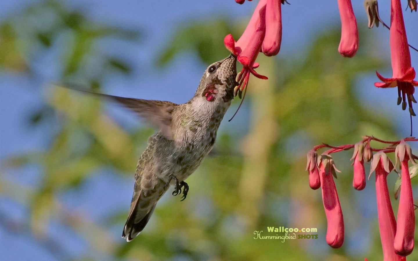hummingbirds Foto Wallpaper #25 - 1440x900
