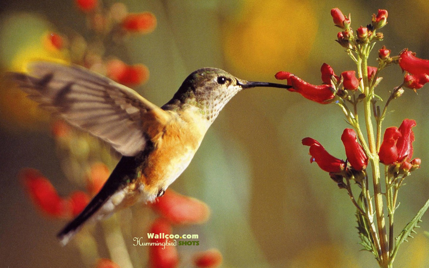 Fond d'écran Photo colibris #28 - 1440x900