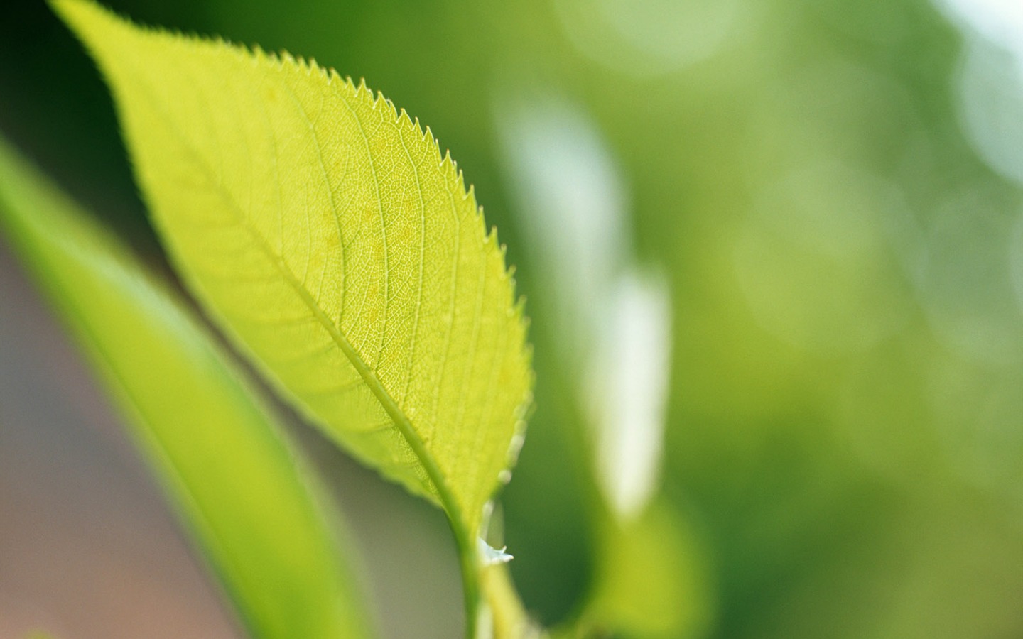 Cool green leaf wallpaper #38 - 1440x900