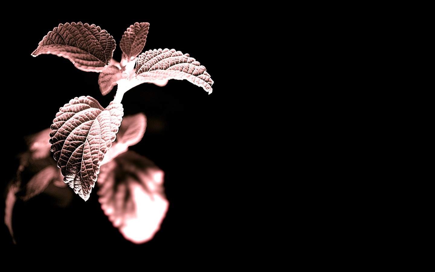 Plantes à fleurs d'écran #14 - 1440x900