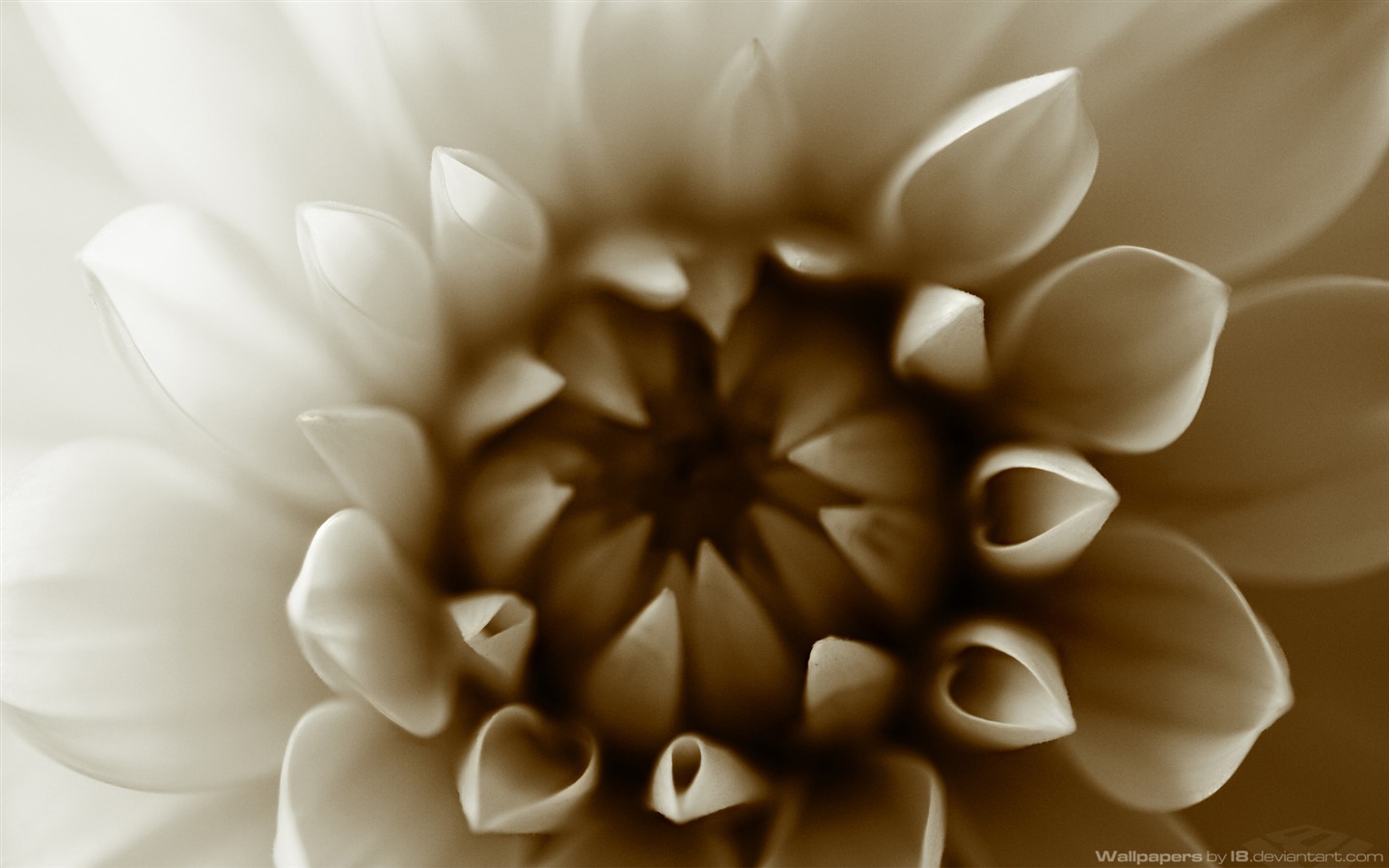 Plantes à fleurs d'écran #15 - 1440x900