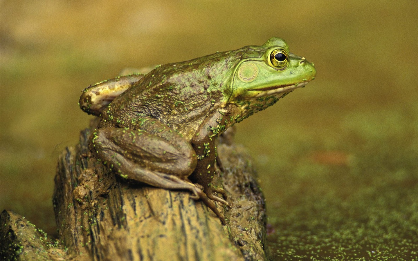 Frog Album Fonds d'écran #17 - 1440x900